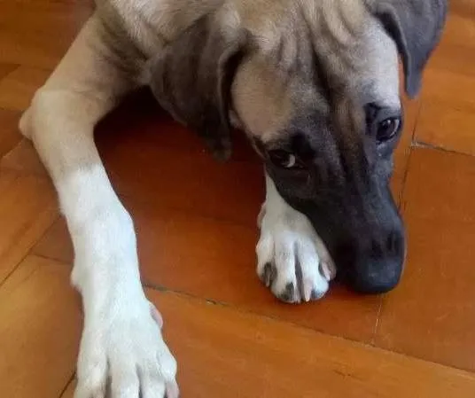 Cachorro raça  idade 7 a 11 meses nome Amora