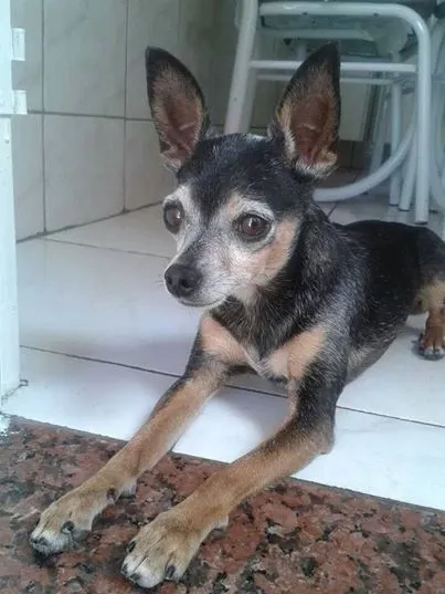 Cachorro ra a Pinscher idade 6 ou mais anos nome Stitch