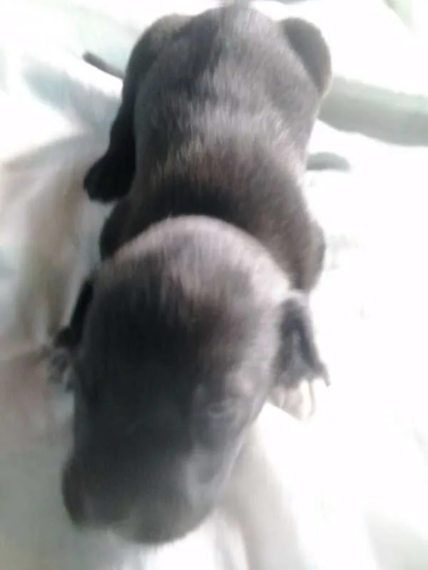 Cachorro raça vira lata idade Abaixo de 2 meses nome pretinho