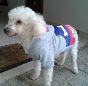 Cachorro raça Poodle idade 6 ou mais anos nome Kinho