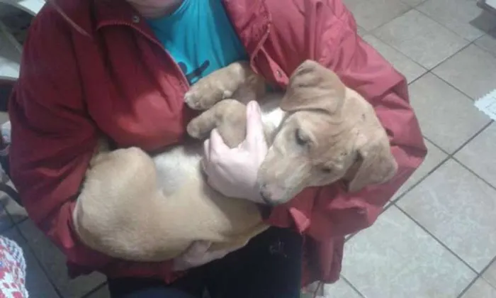 Cachorro ra a SRD idade 2 a 6 meses nome Mel