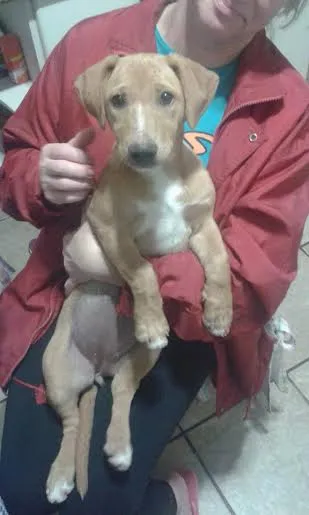Cachorro ra a SRD idade 2 a 6 meses nome Mel