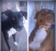 Scooby/Snoop