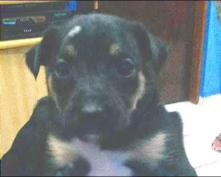 Cachorro ra a SRD idade Abaixo de 2 meses nome Diamante