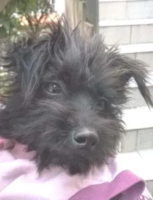 Cachorro raça Mistura Yorkshire / poodle idade 1 ano nome Sem nome