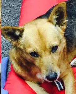 Cachorro ra a Desconhecida idade 4 anos nome Jack