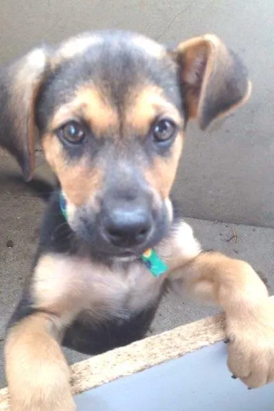 Cachorro ra a vira-lata idade 2 a 6 meses nome não tem nome ainda 