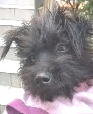 Cachorro ra a Maltês idade 1 ano nome Pequeno