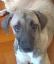 Cachorro raça  idade 7 a 11 meses nome Amora