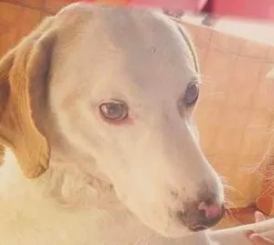 Cachorro raça Vira lata idade 5 anos nome Bob