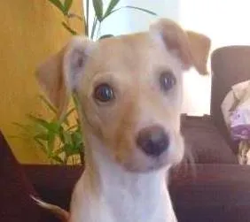 Cachorro raça Sem raça definida idade 7 a 11 meses nome Zion