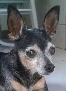 Cachorro ra a Pinscher idade 6 ou mais anos nome Stitch