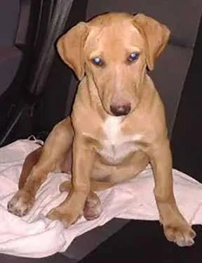 Cachorro ra a SRD idade 2 a 6 meses nome Mel