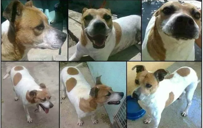 Cachorro ra a SRD idade 4 anos nome Spike