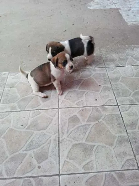 Cachorro ra a  idade 2 a 6 meses nome sem nome
