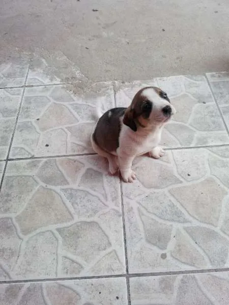 Cachorro ra a  idade 2 a 6 meses nome sem nome