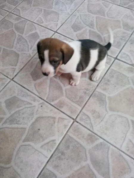 Cachorro ra a  idade 2 a 6 meses nome sem nome
