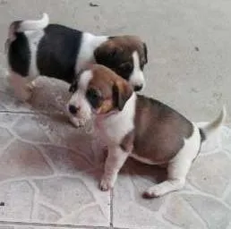 Cachorro ra a  idade 2 a 6 meses nome sem nome