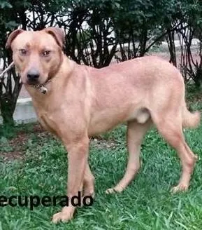 Cachorro raça mestiço pit bull idade 2 anos nome Johnny