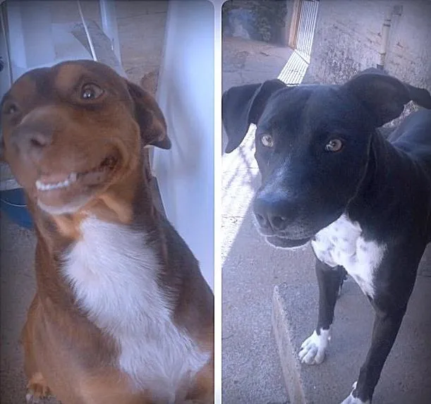 Cachorro ra a Desconhecido idade  nome Scooby/Snoop