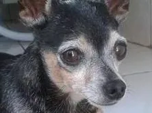 Cachorro ra a Pinscher idade 6 ou mais anos nome Stitch