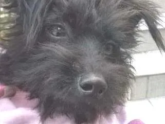 Cachorro ra a Mistura Yorkshire / poodle idade 1 ano nome Sem nome