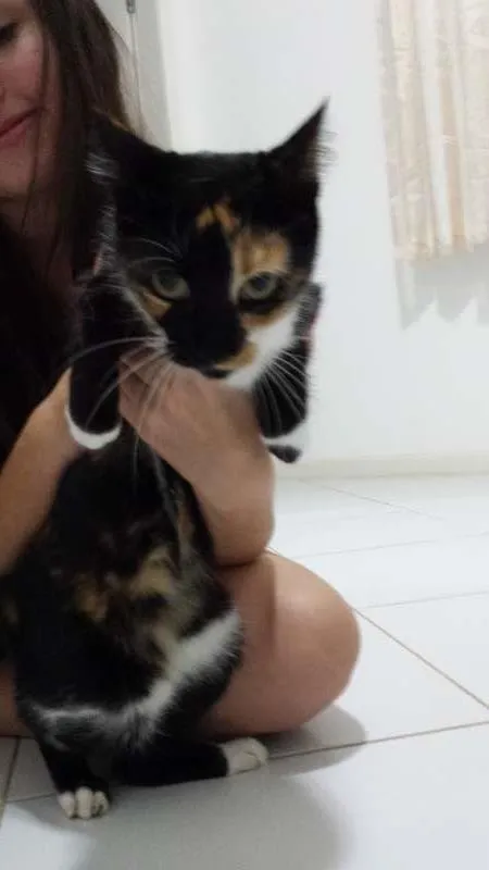 Gato raça SRD idade 4 anos nome Gorda