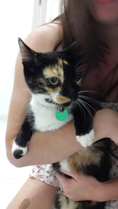 Gato raça SRD idade 4 anos nome Gorda