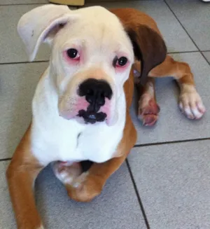 Cachorro raça Boxer idade 2 a 6 meses nome Thor