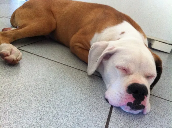 Cachorro ra a Boxer idade 2 a 6 meses nome Thor