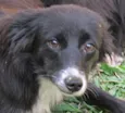 Tainá Pequena