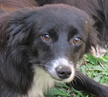 Cachorro ra a  idade 1 ano nome Tainá Pequena