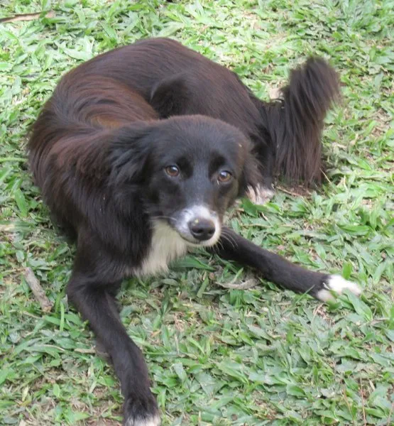 Cachorro ra a  idade 1 ano nome Tainá Pequena