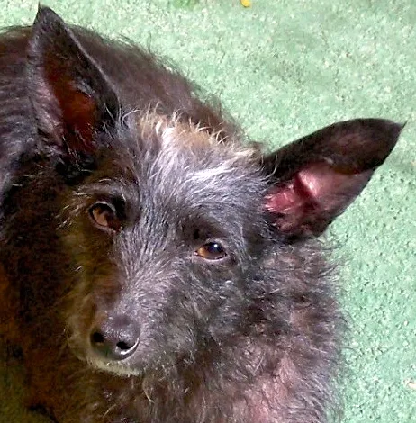 Cachorro ra a  idade 3 anos nome TUTTY PEQUENINA