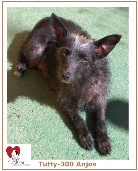 Cachorro ra a  idade 3 anos nome TUTTY PEQUENINA