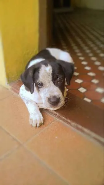 Cachorro raça comum idade Abaixo de 2 meses nome sem.nome ainda