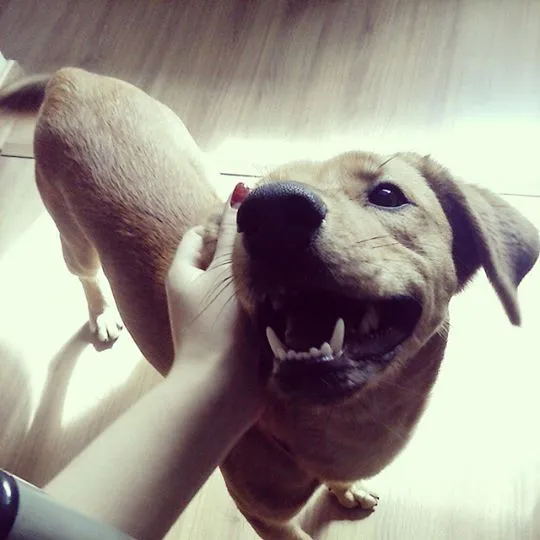 Cachorro ra a SRD idade 7 a 11 meses nome Lupe