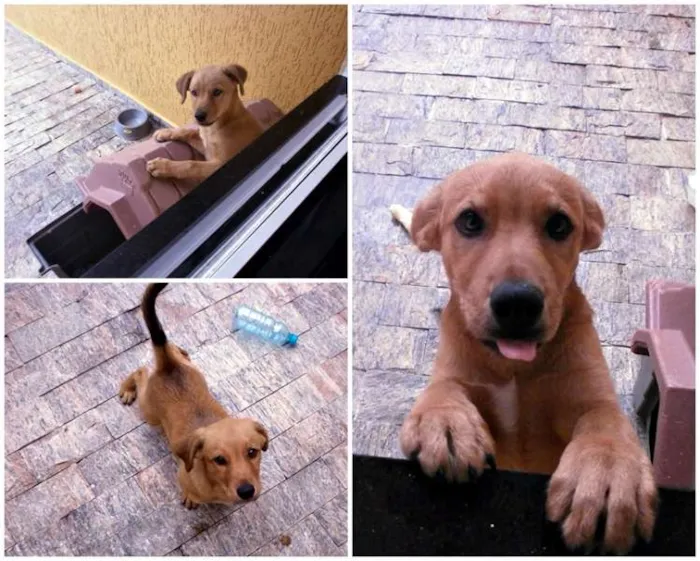 Cachorro ra a SRD idade 7 a 11 meses nome Lupe