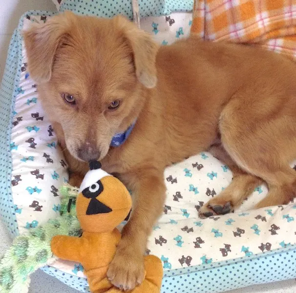 Cachorro ra a  idade 2 anos nome CARAMELO PEQUENO