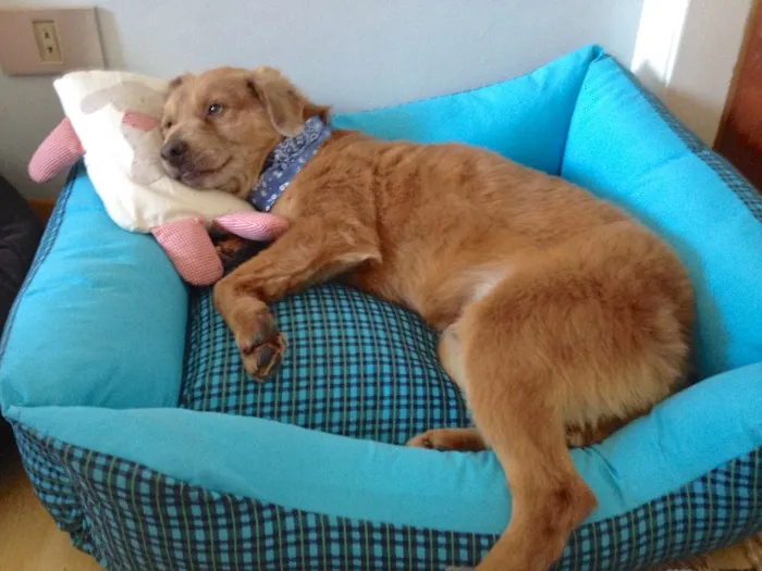 Cachorro ra a  idade 2 anos nome CARAMELO PEQUENO