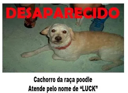 Cachorro ra a Poodle idade 6 ou mais anos nome Luck