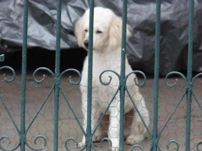 Cachorro ra a Poodle idade 6 ou mais anos nome Luck