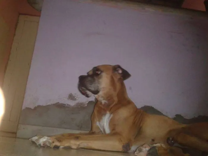 Cachorro ra a boxe idade 1 ano nome hulk