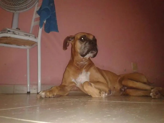 Cachorro ra a boxe idade 1 ano nome hulk