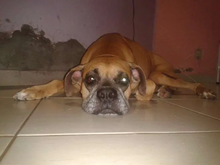 Cachorro ra a boxe idade 1 ano nome hulk