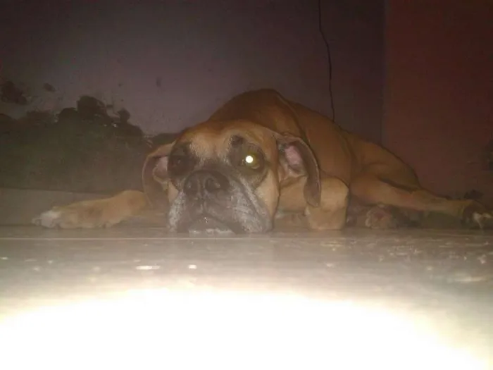 Cachorro ra a boxe idade 1 ano nome hulk