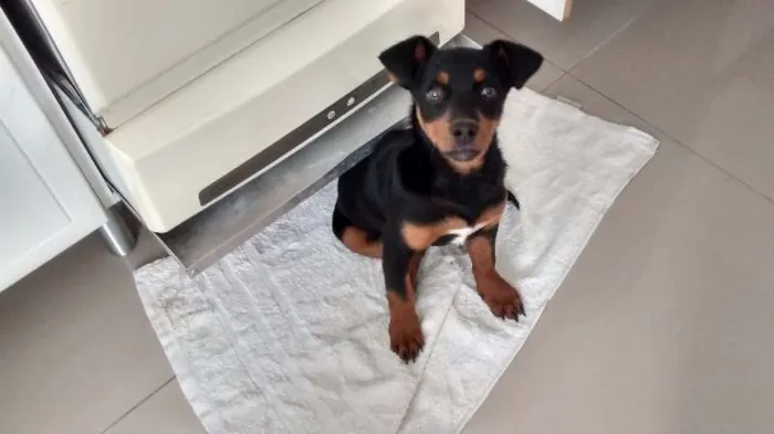 Cachorro ra a nao definida idade 2 a 6 meses nome Kity
