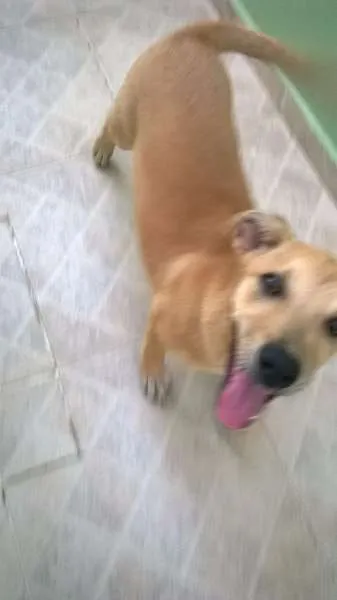 Cachorro ra a RSD idade 2 a 6 meses nome lost