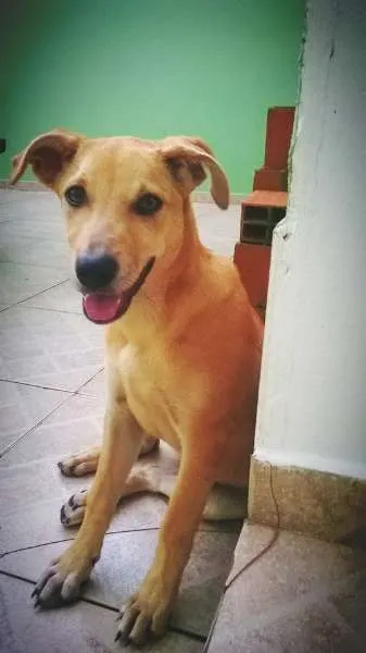 Cachorro ra a RSD idade 2 a 6 meses nome lost