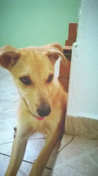 Cachorro ra a RSD idade 2 a 6 meses nome lost